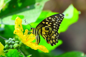 butterfly on a flower