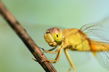 Close Up Head yellow dragonfly