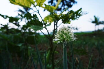 Onion plant photography in garden, Close-up view of onion flowers in summer fields. Farm background, Mountain view.