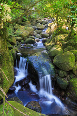 A stream breaking into two waterfalls in  the mossy, sun-dappled New Zealand forest