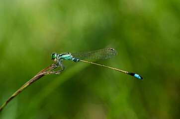 Damselfly on grass with nature background macro