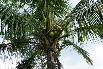 Coconut tree photography in park, Close-up view of coconut trees in summer fields. Farm background, Sunny morning view.