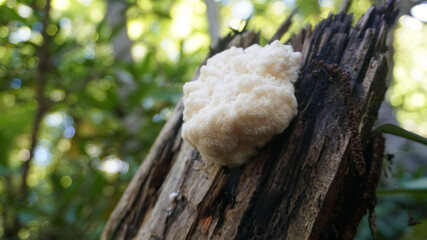Wild Lion's Mane mushroom growing on a downed Beech tree. 