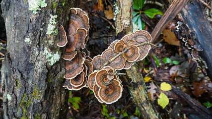 Turkey Tail mushrooms ( Trametes versicolor ) growing wild. A medicinal fungi used for immune...