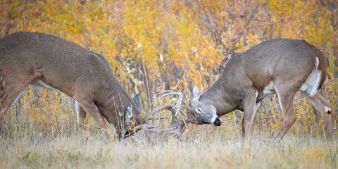 Fighting Bucks