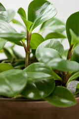 Green leaves of Peperomia in pot
