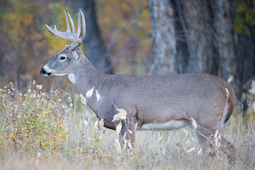 Whitetail Portrait
