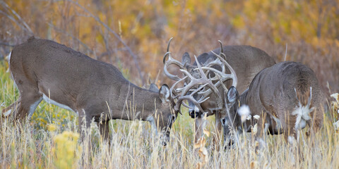 Three Bucks in Tussle © David