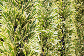 Green leaf texture background. Wallpaper leaf Surface natural green plants fresh wallpaper concept. Nature of green leaves pattern. Green leaf texture or leaf background. .