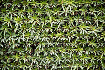Green leaf texture background. Wallpaper leaf Surface natural green plants fresh wallpaper concept. Nature of green leaves pattern. Green leaf texture or leaf background. .