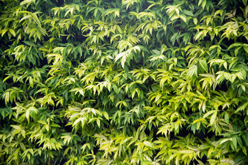 Green leaf texture background. Wallpaper leaf Surface natural green plants fresh wallpaper concept. Nature of green leaves pattern. Green leaf texture or leaf background. .