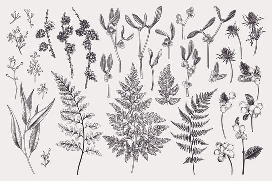 Plant Drawing Images – Browse 2,484,204 Stock Photos, Vectors, and Video |  Adobe Stock