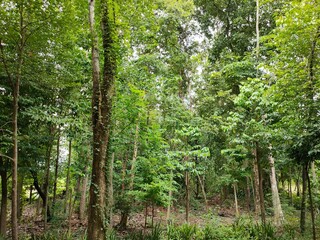 trees in the forest