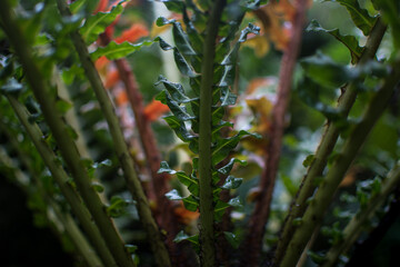 Circle of long stems and leaves; unique tropical plant in botanical garden 