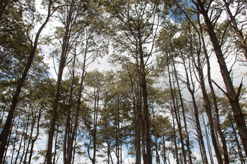 Fototapeta premium Pine tree forest background in tropical climate South East Asian