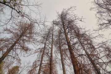 Vertical view of burned trees in Paradise California  