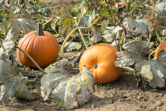 2 large pumpkins surrounded by vines and leaves in a pumpkin patch