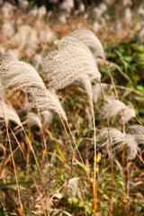Silver grass in the autumn forest.