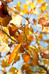 Autumn leaves on the branches in the autumn forest.