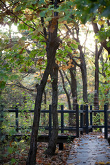 Autumn scene in the park.