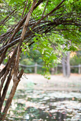Autumn scene in the park.