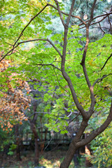 Fototapeta premium Autumn scene in the park.