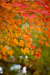 Autumn scene in the park.