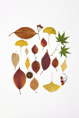 Autumn flat lay of brown fallen leaves on white background.