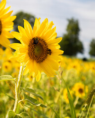 Bees on sunflower