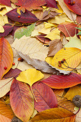 Naklejka na ściany i meble Various autumn fallen leaves background.