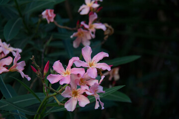 Naklejka na ściany i meble pink flowering plant