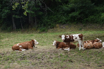 Cows