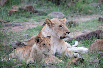 A Lion (panthers leo) with cubs in the early evening on a rock in northern Kenya.