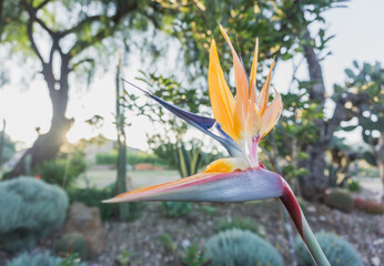 Obraz premium bird of paradise plant with sun rays
