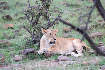 A Lion (panthers leo) cub in the early evening, in the Maasai Mara, northern Kenya.	