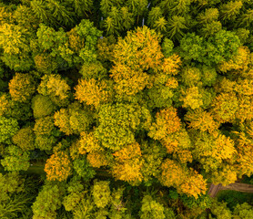 Colorful tree tops from above, autumn drone shot by a flight over a forest.