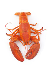 Cooked lobster isolated on white background, American lobster (Homarus americanus)	