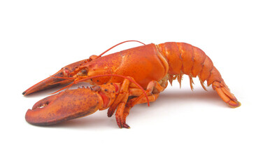 Cooked lobster isolated on white background, American lobster (Homarus americanus)	
