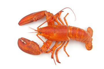 Cooked lobster isolated on white background, American lobster (Homarus americanus)	