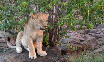 A Lion (panthers leo) cub in the early evening, in the Maasai Mara, northern Kenya.
