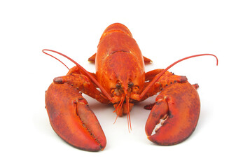 Cooked lobster isolated on white background, American lobster (Homarus americanus)	