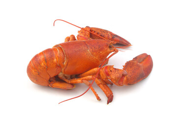 Cooked lobster isolated on white background, American lobster (Homarus americanus)	