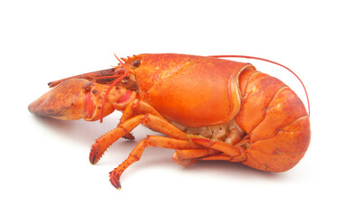 Cooked lobster isolated on white background, American lobster (Homarus americanus)	