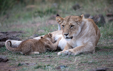 A Lion (panthers leo) feeding a cub in the early evening in northern Kenya.