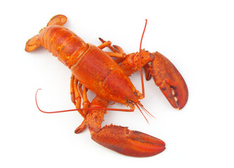 Cooked lobster isolated on white background, American lobster (Homarus americanus)	