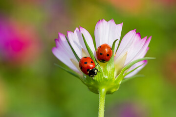 The ladybug sits on a flower