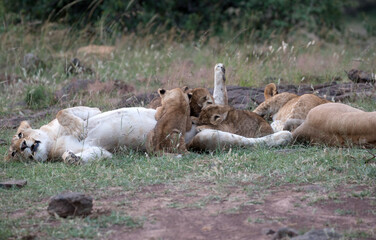 A Lion (panthers leo) feeding a cub in the early evening in northern Kenya.