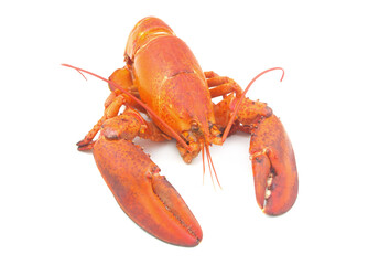 Cooked lobster isolated on white background, American lobster (Homarus americanus)	