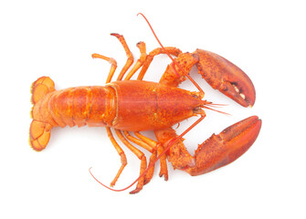 Cooked lobster isolated on white background, American lobster (Homarus americanus)	
