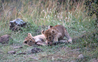 Lion (panthers leo) cubs in the early evening  in northern Kenya.